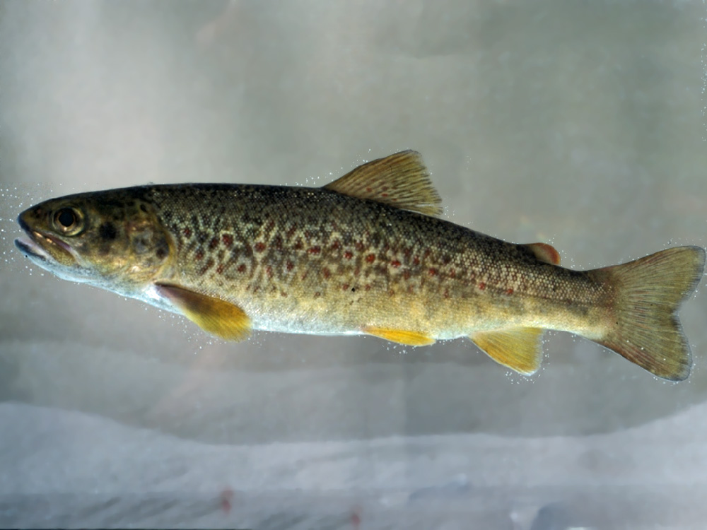514 020 007 029 salmo marmoratus SMNH CCBYNC