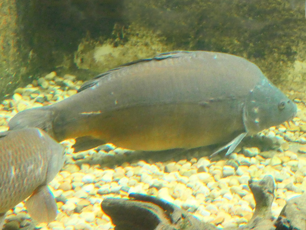 516 011 058 001 cyprinus carpio burg PD2