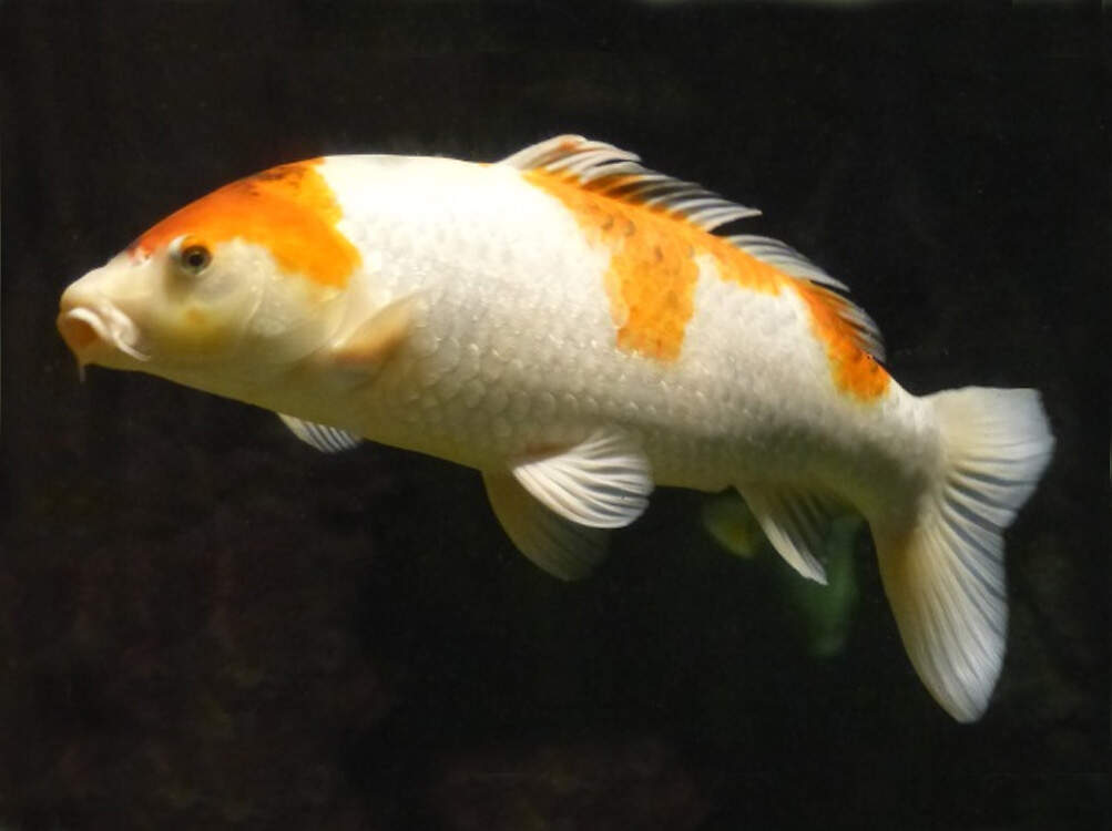 516 011 058 001 cyprinus carpio koi HdM wien aFilz