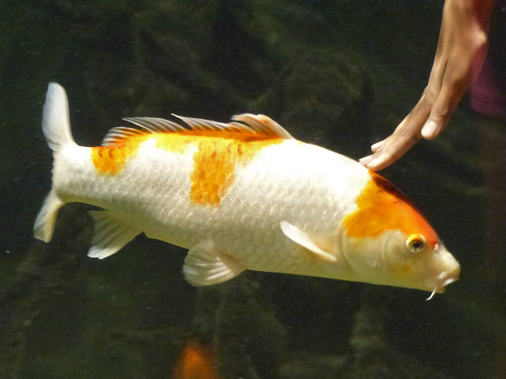 516 011 058 001 cyprinus carpio koi HdM wien aFilz3