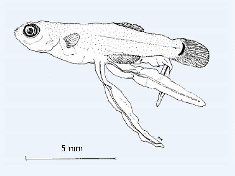 525 007 013 002 skiffia francesae jungfisch