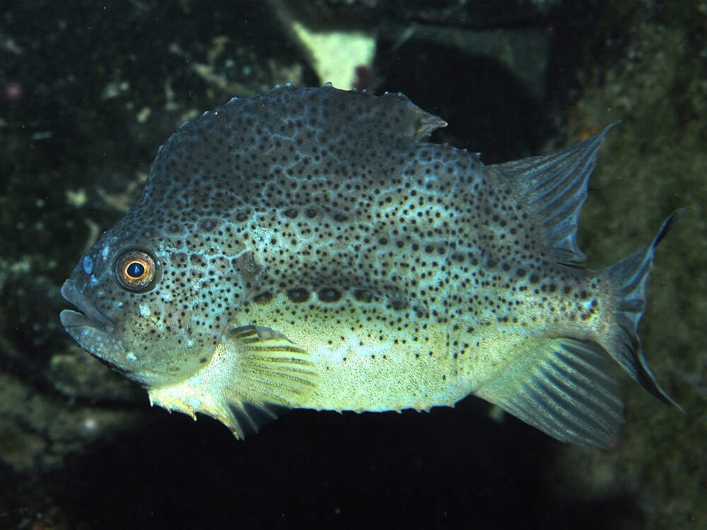 532 010 009 001 cyclopterus lumpus aqBerlin KR2