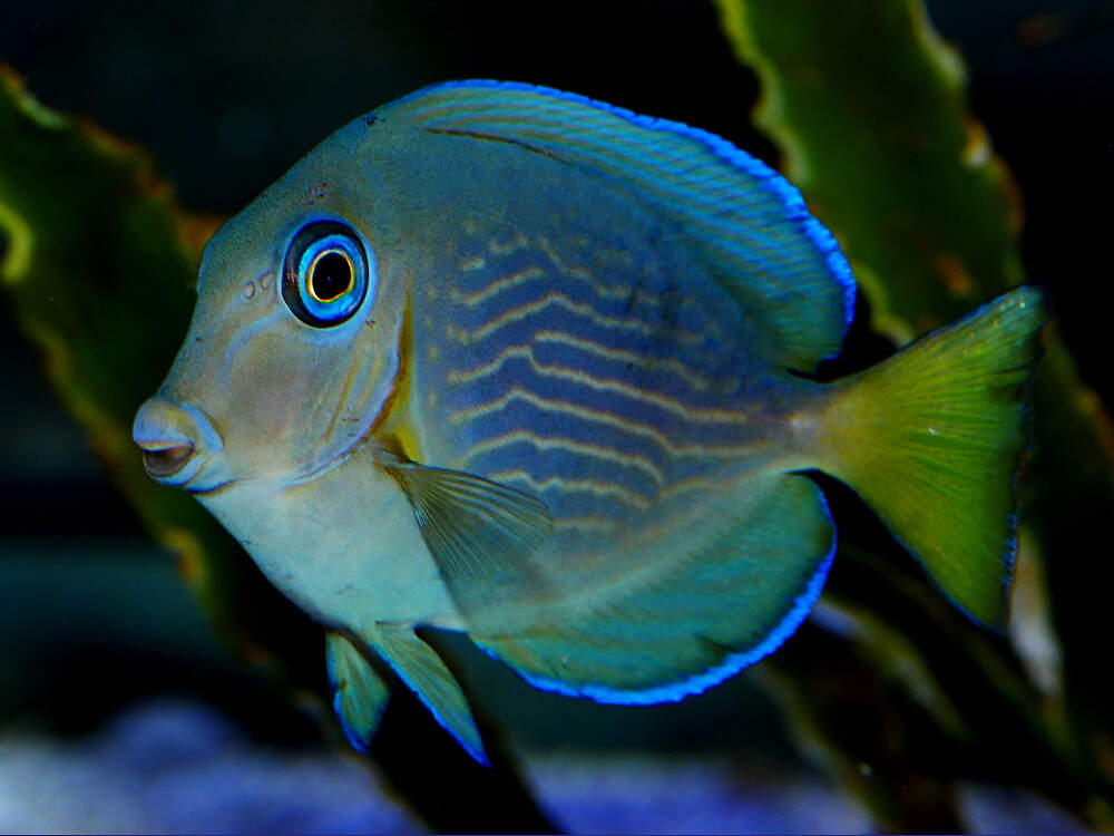 535 002 001 008 acanthurus coeruleus TPB KR1