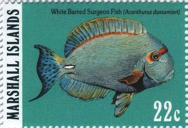 535 002 001 011 acanthurus dussumieri postagestamp marshall