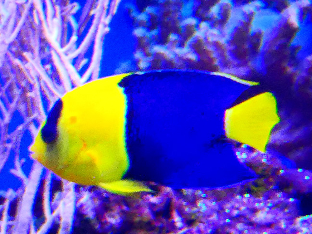 535 028 005 002 centropyge bicolor misdroy PD2