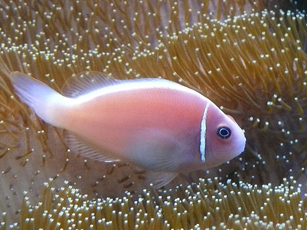 535 111 007 012 amphiprion frenatus zella PD1