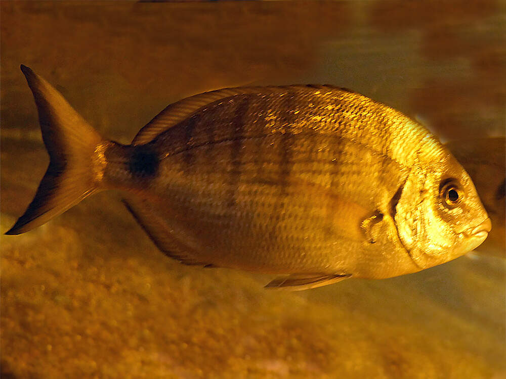 535 131 015 006 diplodus sargus tregastel PD1