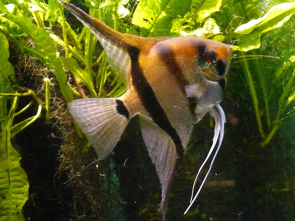 535 036 063 003 pterophyllum scalare rhenen PD2