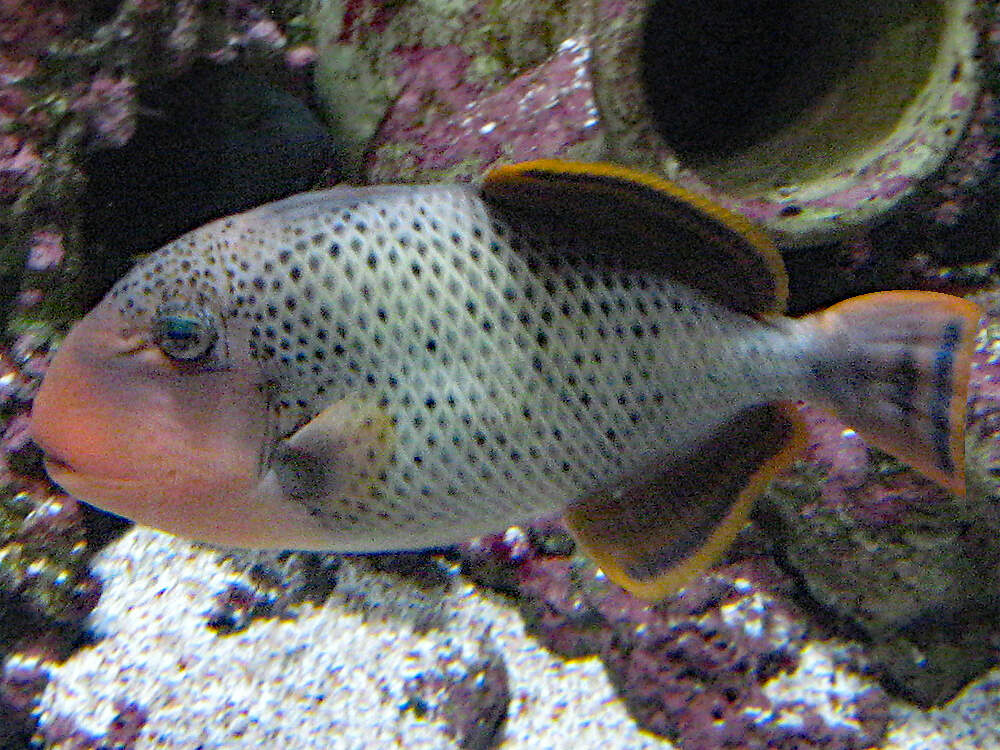 538 001 025 001 pseudobalistes flavimarginatus paris sontag