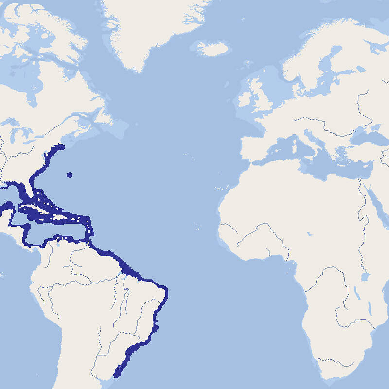 538 005 0 lactophrys triqueter map