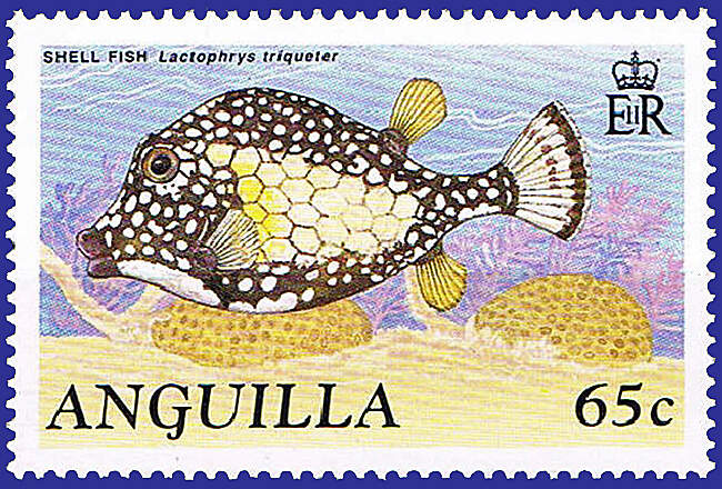 538 005 0 lactophrys triqueter stamp anguilla