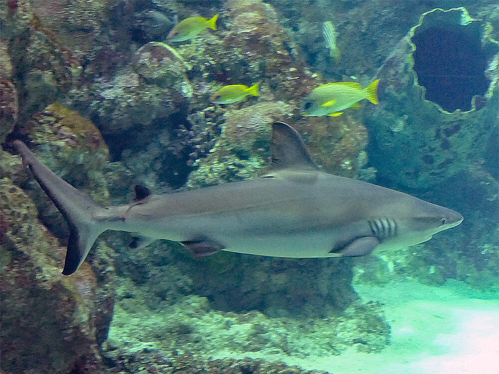 603 002 001 004 carcharhinus amblyrhynchos brest PD2