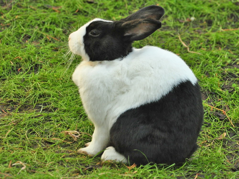 109 002 004 001 oryctolagus cuniculus hollaender TPB KR1