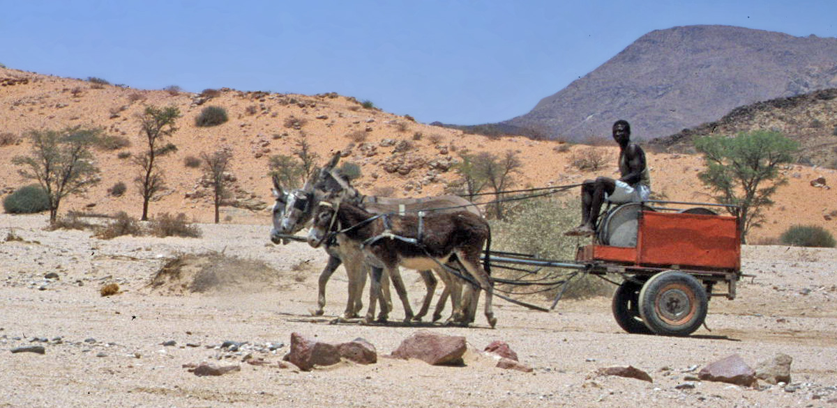 118 001 001 001A esel damaraland PD1