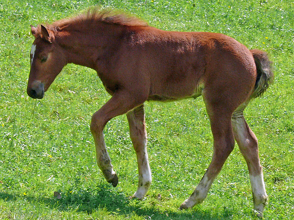 118 001 001 006A equus caballus freiberger ballenberg PD1