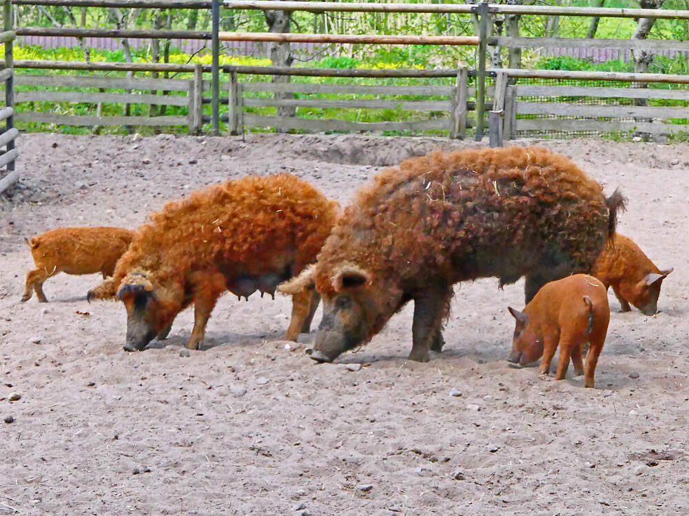 119 001 005 003 sus scrofa dom wollrot kunsterspring PD1