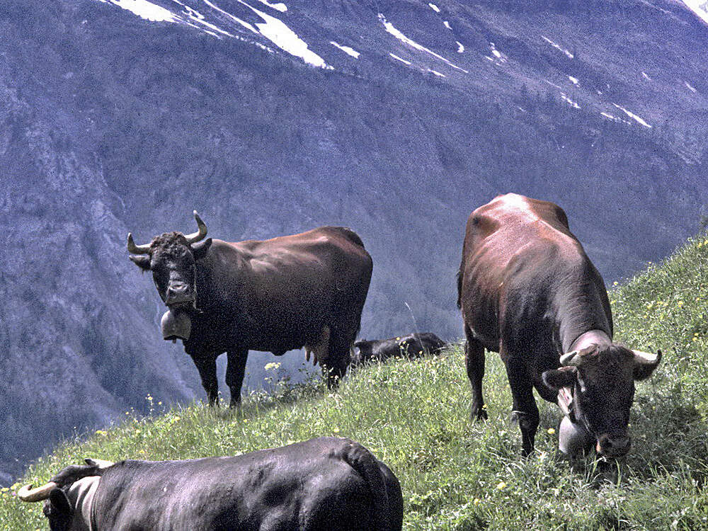 119 009 002 006 bos primigenius f taurus eringer valdherens PD1