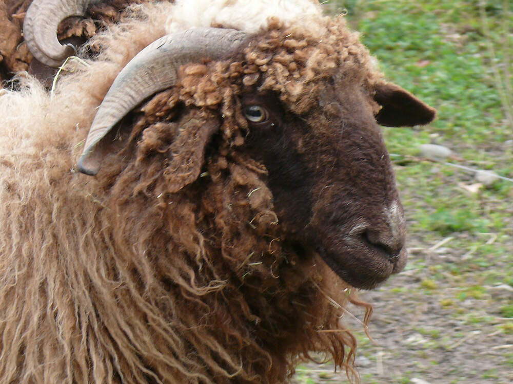 119 009 041 004 ovis walliserland erlen PD3