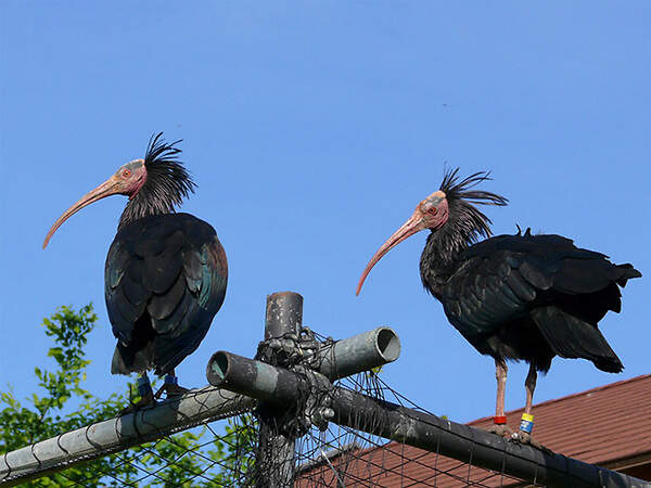 11-6-19-6 waldrapp-burghausen