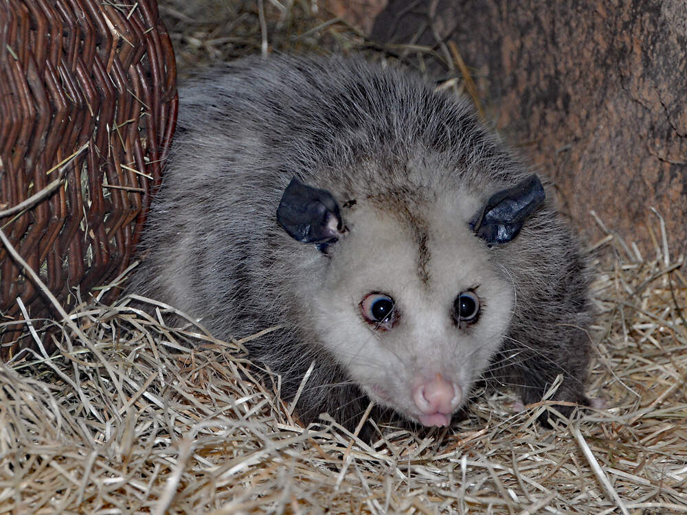 Haltung Willkommen Opossum LPZ KR