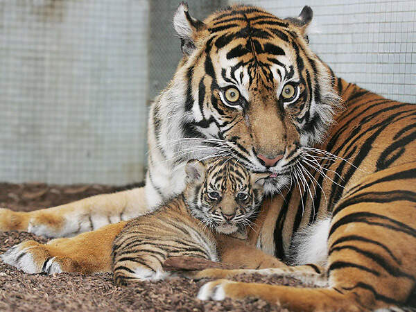 haltung 10 1 4 09 sumatr wilhelma