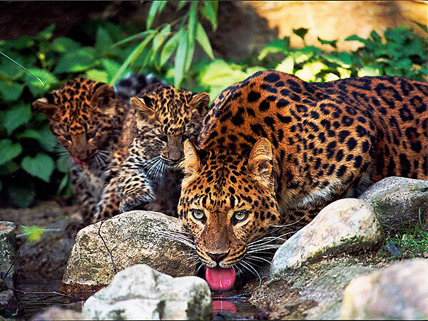 haltung 10-3-2-10 leopard traenke hagenbeck