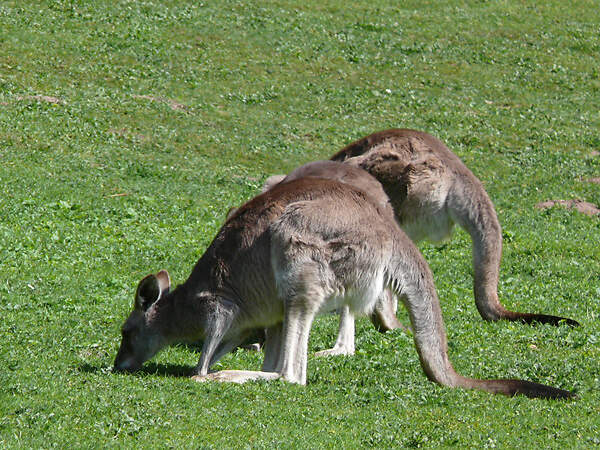 haltung 10-5-18-2-1 australien nuernbg