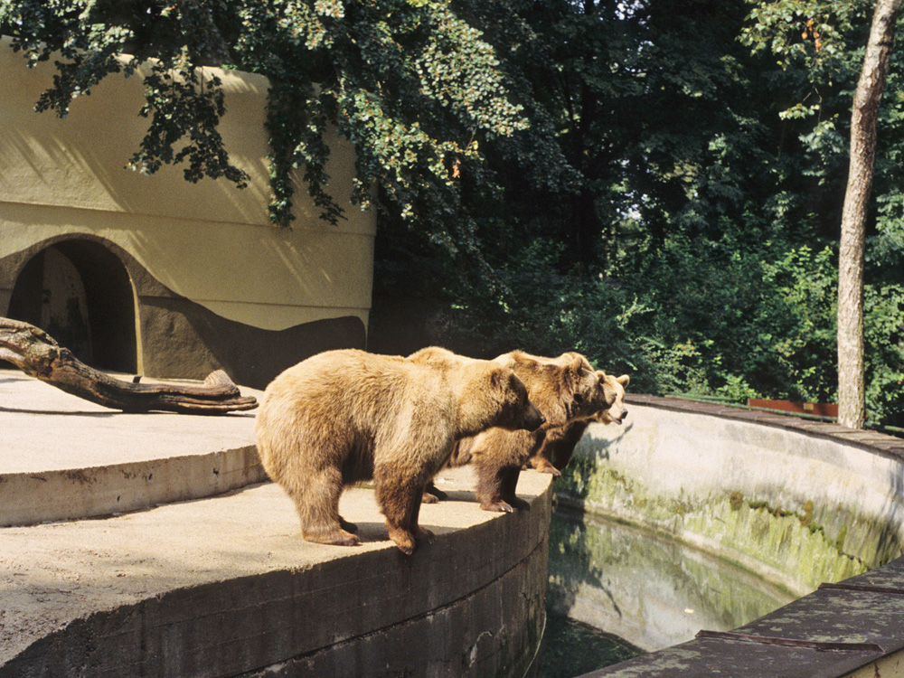 112 002 006 002 ursus arctos baerenburg mulhouse PD2