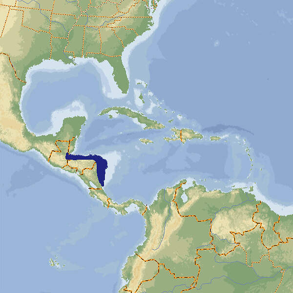 A brachypelma albopilosum map