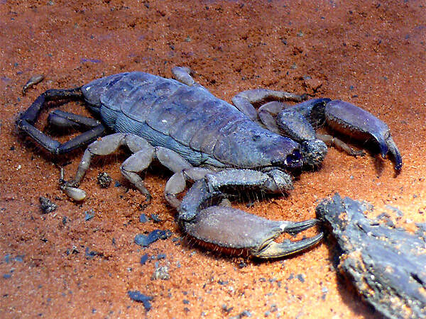 A hadogenes bicolor ex SEafrica koeln PD