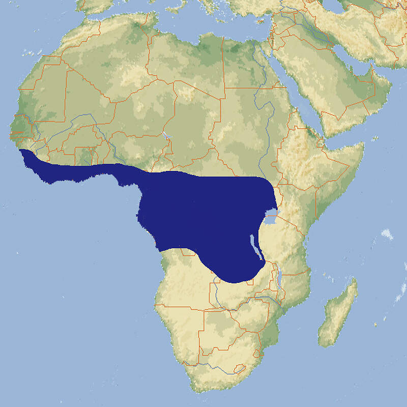 A nephila constricta map