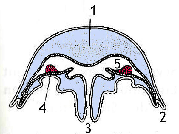 N scyphomeduse