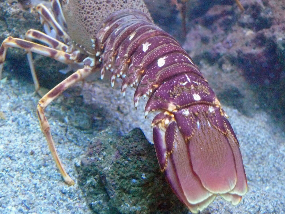 C Palinurus elephas banyuls PD2