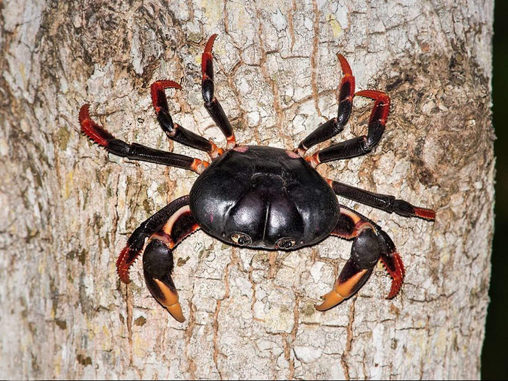 C gecarcinus ruricola allan hopkins CC BY NC ND