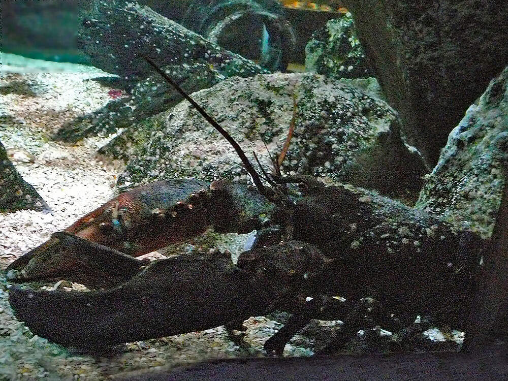 C homarus americanus scheveningen