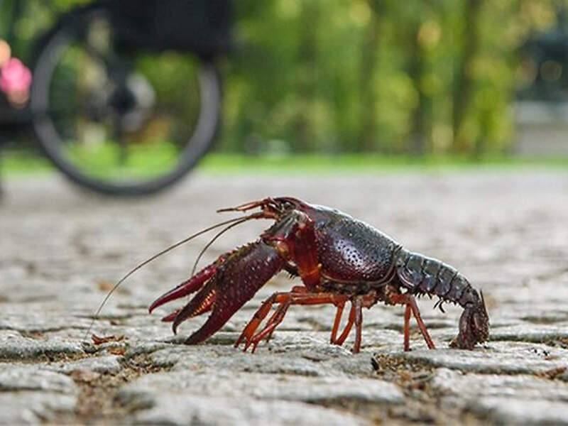 C procambarus clarkii berlintiergarten rbb