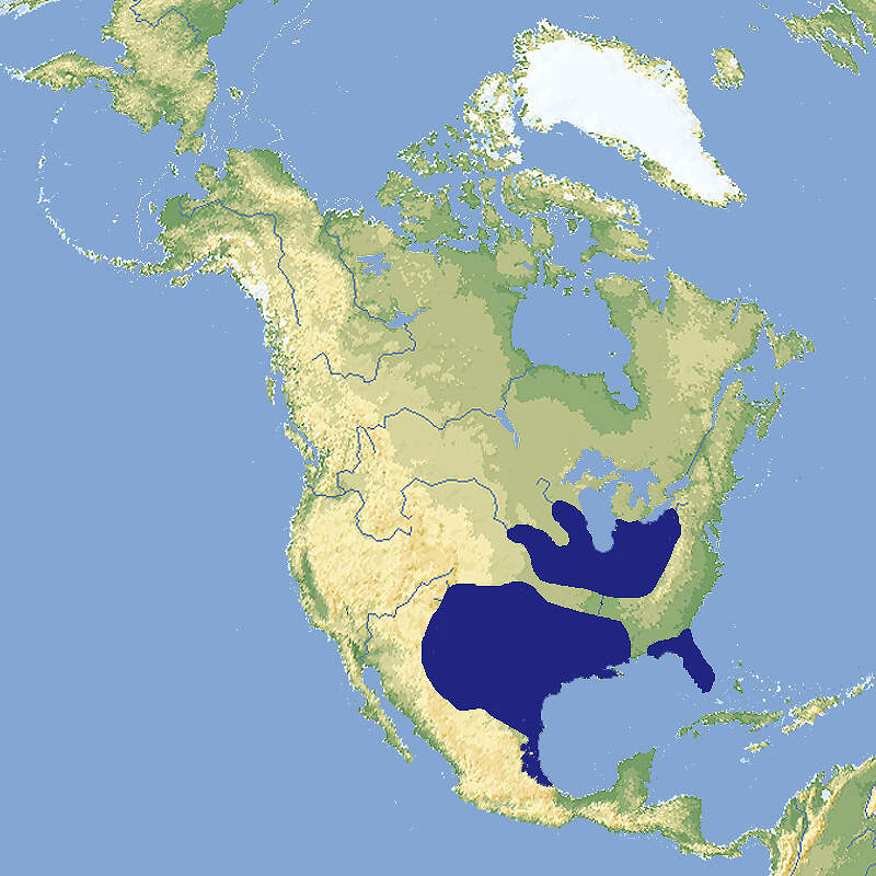 C procambarus clarkii map