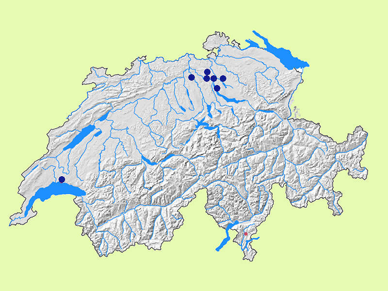 C procambarus clarkii map CH