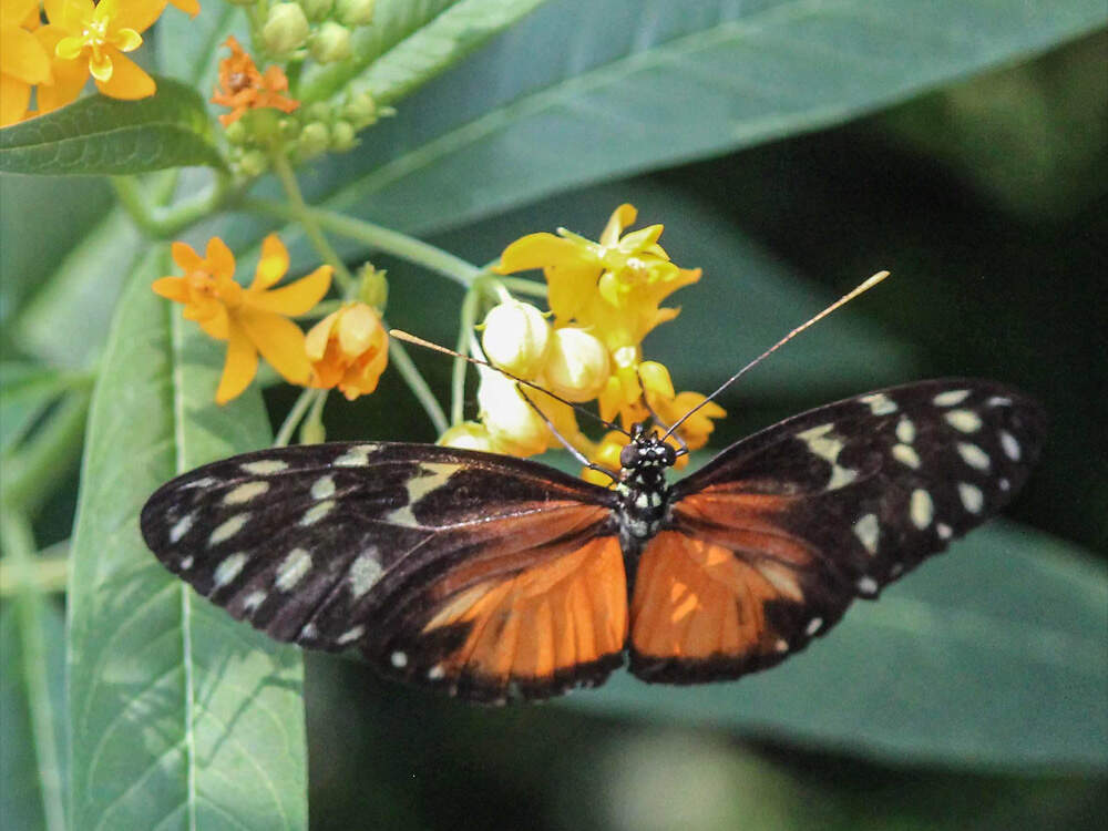 I heliconius ismenius wilh wilh1