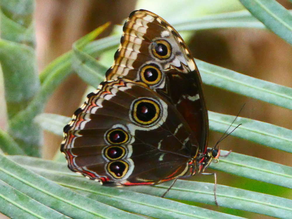 I morpho peleides trassenheide PD1