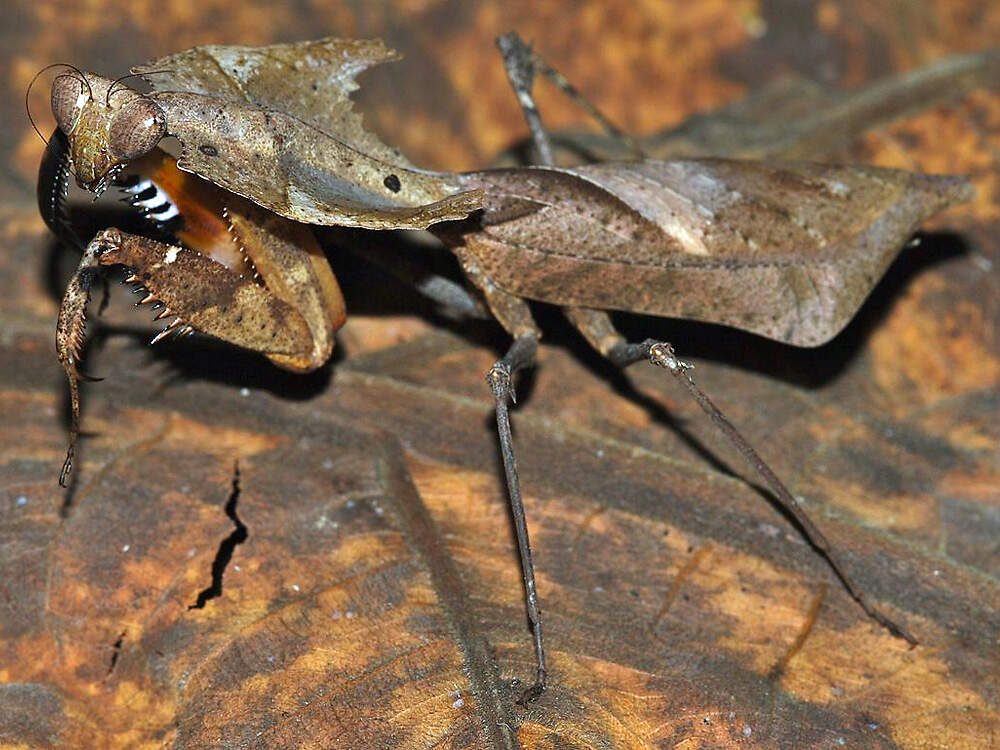 I deroplatys desiccata tamanNegara bernardDupont