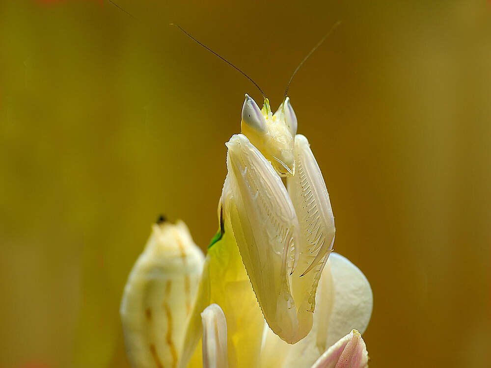 I hymenopus coronatus LucViatour GNU