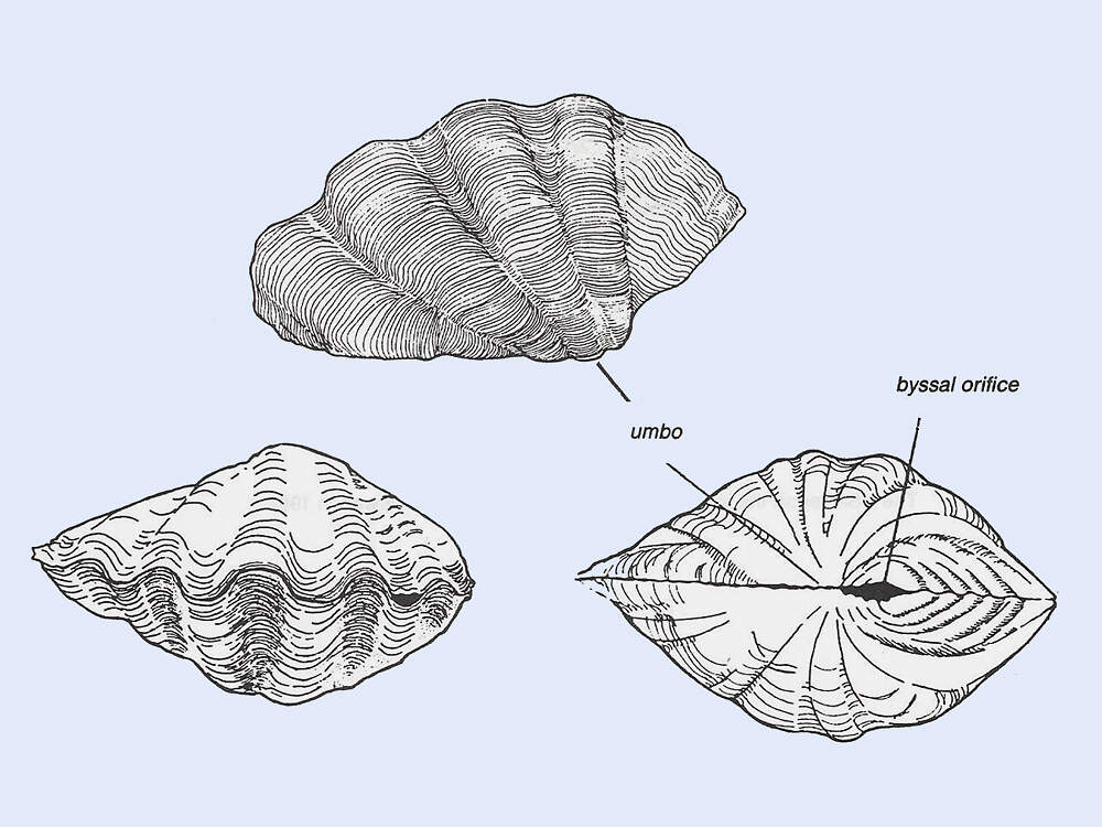 M tridacna derasa CITES