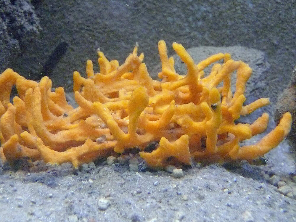 P clathria coralloides piran PD2